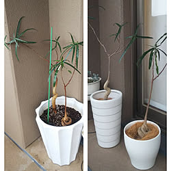 ボトルツリー夏場は外のインテリア実例 Roomclip ルームクリップ