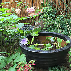 スイレンの花はこれから/赤葉のドクダミ/トクサとヒューケラ寄せ植え/シュウメイギク/ホテイアオイの花...などのインテリア実例 - 2020-06-26 05:42:38