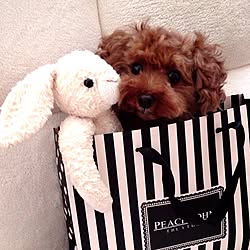 ティーカッププードルのインテリア実例 Roomclip ルームクリップ