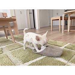 リビング 犬用ベッド おもしろ雑貨 いぬと暮らす チワワのインテリア実例 19 02 04 19 46 07 Roomclip ルームクリップ