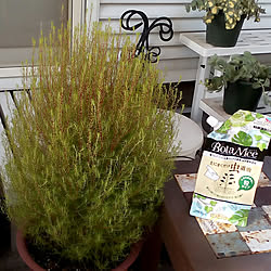 玄関/入り口/観葉植物/ガーデニング/多肉植物/植物のある暮らし...などのインテリア実例 - 2020-09-03 17:43:42