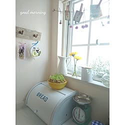 キッチン/豆苗/IKEA/ガーランド/かすみ草...などのインテリア実例 - 2017-03-03 08:37:43