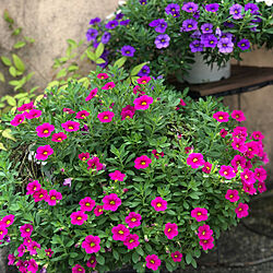 紫色の花/ピンクの花/お花が好き/ガーデニング/8月の庭...などのインテリア実例 - 2022-08-23 17:06:33