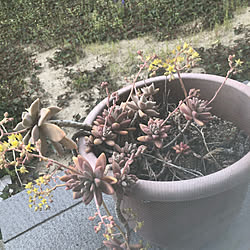 多肉植物 雑草だらけのインテリア実例 Roomclip ルームクリップ