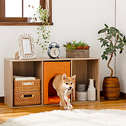 ペットハウス/インナーボックス/カラーボックス/犬/猫...などのインテリア実例 - 2019-03-20 14:26:09