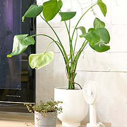 観葉植物/植物/DIY/中古住宅/グリーンのある暮らし...などのインテリア実例 - 2020-08-10 16:14:27