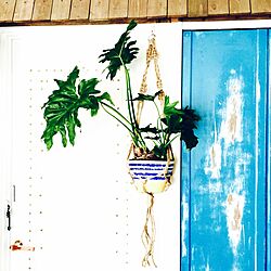 玄関/入り口/door/DIY/観葉植物/海が好き...などのインテリア実例 - 2015-07-15 17:55:06