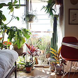 ベランダガーデン/植物のある暮らし/植物/一人暮らし/グリーンインテリア...などのインテリア実例 - 2020-02-09 19:23:57