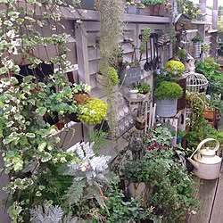 ベッド周り/NO GREEN NO LIFE/多肉/多肉植物/セダム...などのインテリア実例 - 2015-06-11 08:29:01