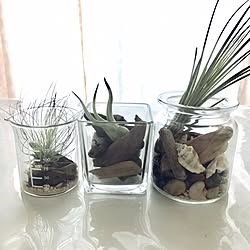 キッチン/DIY/観葉植物/キャンドゥ/ストーン...などのインテリア実例 - 2017-05-16 10:10:49