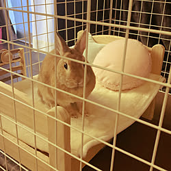 ペットベッド うさぎ うさぎと暮らす Ikea 人形用ベッドのインテリア実例 05 12 00 34 18 Roomclip ルームクリップ