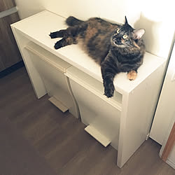 ねこ シンクカバーのインテリア実例 Roomclip ルームクリップ