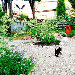 庭 花畑のインテリア実例 Roomclip ルームクリップ