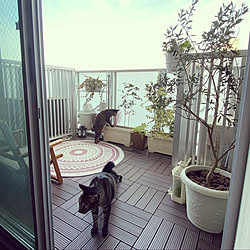 オリーブの木 金木犀 ベランダ ベランダdiy ベランダガーデニング などのインテリア実例 19 10 27 16 28 37 Roomclip ルームクリップ