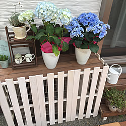 紫陽花 レオンのインテリア実例 Roomclip ルームクリップ 紫陽花 レオンのインテリア実例 Roomclip ルームクリップ