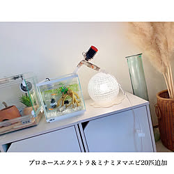 セリア/子供のいる暮らし/メダカの水槽/団地インテリア/無印良品...などのインテリア実例 - 2020-07-10 15:35:46