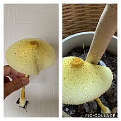 キノコ コガネキヌカラカサタケのインテリア実例 Roomclip ルームクリップ