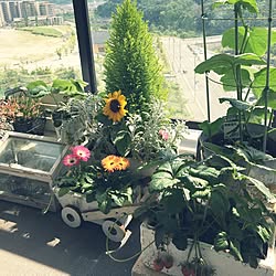 寄せ植え ひまわりのインテリア実例 Roomclip ルームクリップ 寄せ植え ひまわりのインテリア実例 Roomclip ルームクリップ