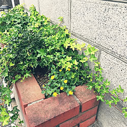 アイビー 花壇のインテリア実例 Roomclip ルームクリップ