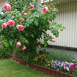 玄関 入り口 ガーデニング バラ大好き ピンクパンサー バラのインテリア実例 19 05 06 11 53 54 Roomclip ルームクリップ