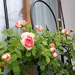 ストロベリーヒルのインテリア実例 Roomclip ルームクリップ