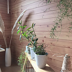 ニトリ/観葉植物/グリーン/サボテン/グリーンのある暮らし...などのインテリア実例 - 2020-05-30 19:53:07
