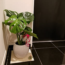 運気アップ 観葉植物 Ikea モンステラ 風水 などのインテリア実例 21 05 23 19 14 14 Roomclip ルームクリップ