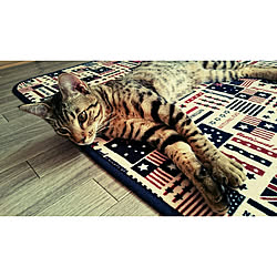 アンティークという名の猫/ヒョウ柄/ヒョウ柄猫/猫と暮らす/オシキャット...などのインテリア実例 - 2018-06-26 15:50:48