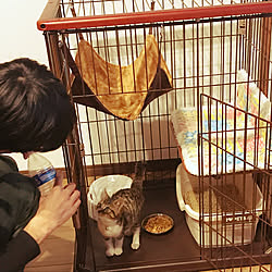 メッシュパネル ニトリ 棚 猫ハウス ニャンモック などのインテリア実例 17 11 15 13 39 38 Roomclip ルームクリップ