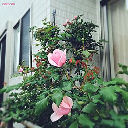 バラ/薔薇/ガーデニング/お花/植物...などのインテリア実例 - 2016-05-10 12:57:44