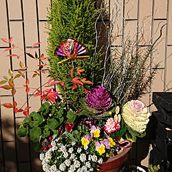 花キャベツのインテリア実例 Roomclip ルームクリップ