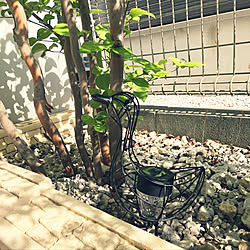 Ledソーラーライトガラスボールのインテリア実例 Roomclip ルームクリップ