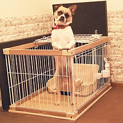 机/賃貸/いいね ありがとうございます♪/押し逃げごめんなさい/mix犬...などのインテリア実例 - 2019-05-10 23:05:21