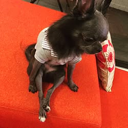 チワワ/極小チワワ/ペットと暮らす家/ペット/フローリングなどの 