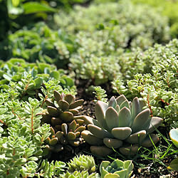 地植えセダムのインテリア実例 Roomclip ルームクリップ 地植えセダムのインテリア実例 Roomclip ルームクリップ