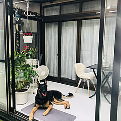 観葉植物 サンルーム 東京インテリア 大型犬 ガラス などのインテリア実例 21 06 06 09 00 16 Roomclip ルームクリップ