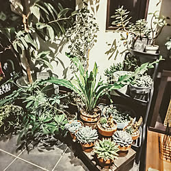 玄関/入り口/DIY/NO GREEN NO LIFE/観葉植物/多肉植物...などのインテリア実例 - 2019-12-10 00:16:29