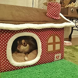 リビング 犬用ベッド おもしろ雑貨 いぬと暮らす チワワのインテリア実例 19 02 04 19 46 07 Roomclip ルームクリップ