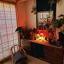 水草 種から育成中 水草の種 ダイソー 100均 アクアリウム などのインテリア実例 21 03 25 23 57 23 Roomclip ルームクリップ