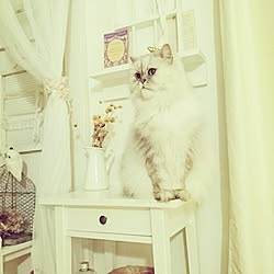 ねこ/ホワイトインテリア/ナチュラルインテリア/ナチュラルフレンチ/ねこ部...などのインテリア実例 - 2015-12-01 06:42:18