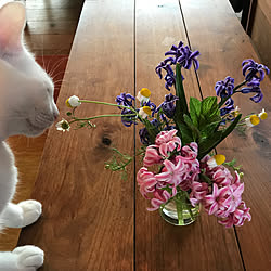 リビング/月命日/お庭の花々/里山/ねこ...などのインテリア実例 - 2018-04-09 06:14:57
