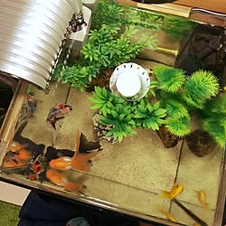 アクアリウム ガチャガチャのおしゃれなアレンジ 飾り方のインテリア実例 Roomclip ルームクリップ アクアリウム ガチャガチャのおしゃれなアレンジ 飾り方のインテリア実例 Roomclip ルームクリップ