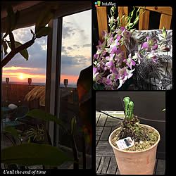 松明ソーラーライトのインテリア実例 Roomclip ルームクリップ