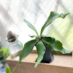 ミニ盆栽 アボカドの種のインテリア実例 Roomclip ルームクリップ