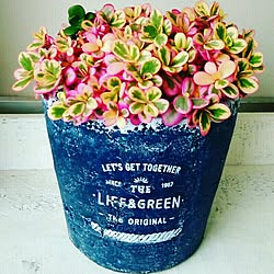 寄せ植え ポーチュラカのインテリア実例 Roomclip ルームクリップ 寄せ植え ポーチュラカのインテリア実例 Roomclip ルームクリップ