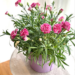 MONCEAU FLEURS/MothersDay/プレゼント/母の日/バイオレット...などのインテリア実例 - 2020-05-15 13:54:50