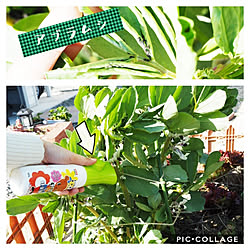 玄関/入り口/ガーデニング/植物のある暮らし/害虫対策/アースガーデン...などのインテリア実例 - 2020-04-25 11:39:52