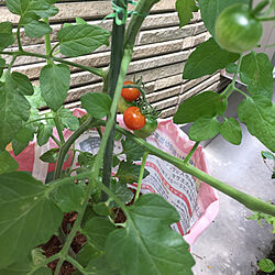 キッチン/家庭菜園/ミニトマト/トマトの土/好きなものに囲まれて暮らす...などのインテリア実例 - 2018-06-09 12:45:29