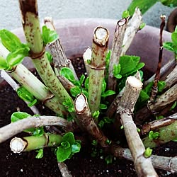 強剪定のインテリア実例 Roomclip ルームクリップ