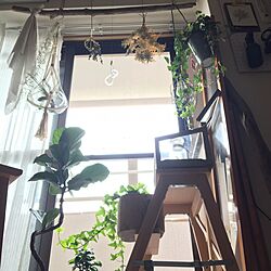 壁/天井/観葉植物/IKEA/ニトリ/無印良品...などのインテリア実例 - 2017-05-07 06:54:34